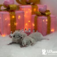 Seal Bicolor and Seal Point Mitted Ragdoll kittens for sale