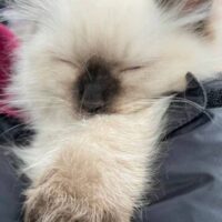 Seal Point Ragdoll Kitten in Oakland, California