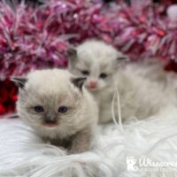 Mink Mitted & Blue Point Bicolor Ragdoll kittens for sale