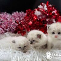 Blue Point Ragdoll Kittens For Sale