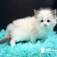Miss Matcha Blue Point Ragdoll Kitten For Sale