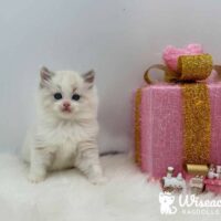 Blue Bicolor Ragdoll Kitten For Sale