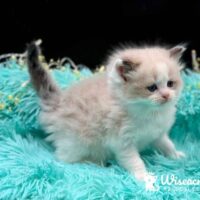 Male Mitted Seal Point Bicolor Ragdoll Kitten For Sale