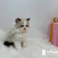 Male Mitted Seal Point Bicolor Ragdoll Kitten For Sale