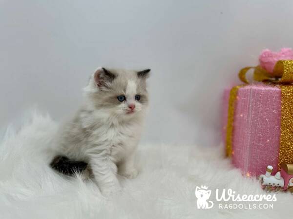 Male Mitted Seal Point Bicolor Ragdoll Kitten For Sale