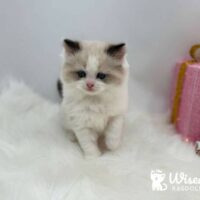 Male Mitted Seal Point Bicolor Ragdoll Kitten For Sale