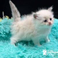 Mitted Blue Point Bicolor Ragdoll Kitten For Sale