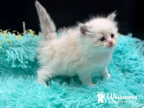 Mitted Blue Point Bicolor Ragdoll Kitten For Sale