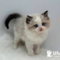 Seal Point Bicolor Ragdoll Kitten For Sale