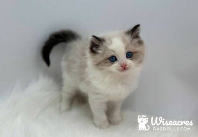 Purebred Seal Point Bicolor Ragdoll Kitten For Sale