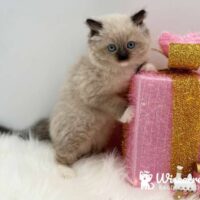 Seal Point Mitted Ragdoll Kitten For Sale