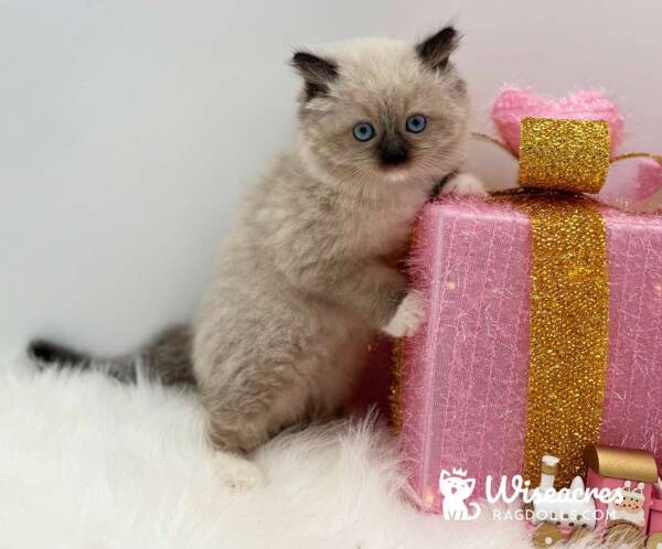 Seal Point Mitted Ragdoll Kitten For Sale