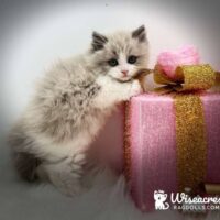 Seal Bicolor Mitted Ragdoll Kitten For Sale