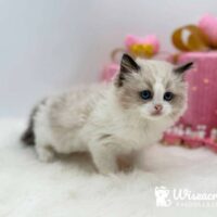 Blue Point Bicolor Ragdoll Kitten For Sale