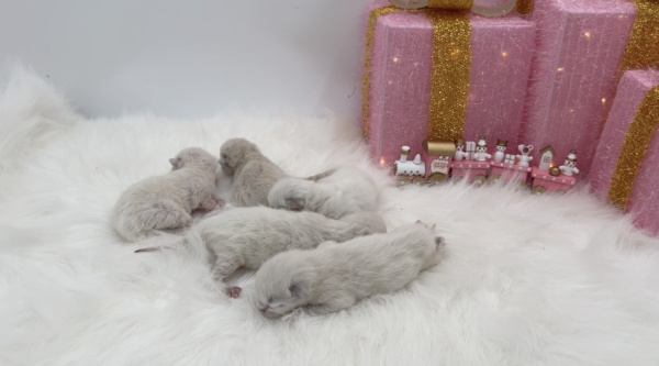 Blue Point Bicolor Ragdoll Kittens For Sale
