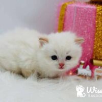 Cream Point Ragdoll Kitten For Sale