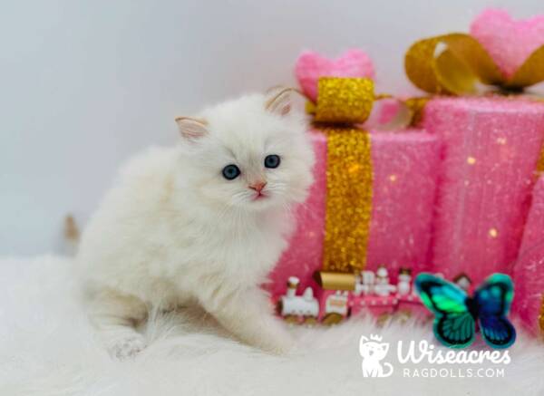 Cream Point Ragdoll Kitten For Sale
