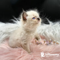 Seal Point Mitted Ragdoll Kitten For Sale