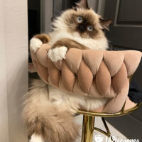 Hemingway Chocolate Point Ragdoll Kitten LIttle Rock, Arkansas