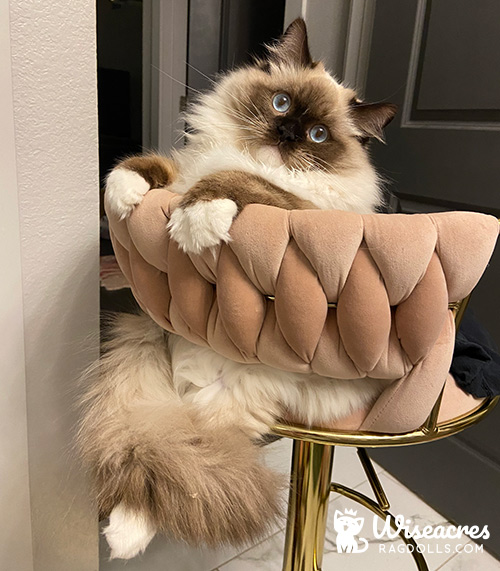 Seal Point Mitted Ragdoll Kitten in Little Rock, Arkansas