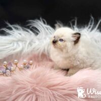 Purebred Seal Point Mitted Ragdoll Kitten For Sale