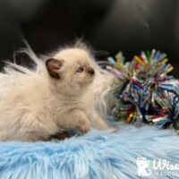 Purebred Seal Point Ragdoll Kitten For Sale