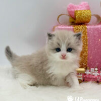 Mink Bicolor Ragdoll Kitten