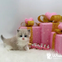 Mink Bicolor Ragdoll Kitten