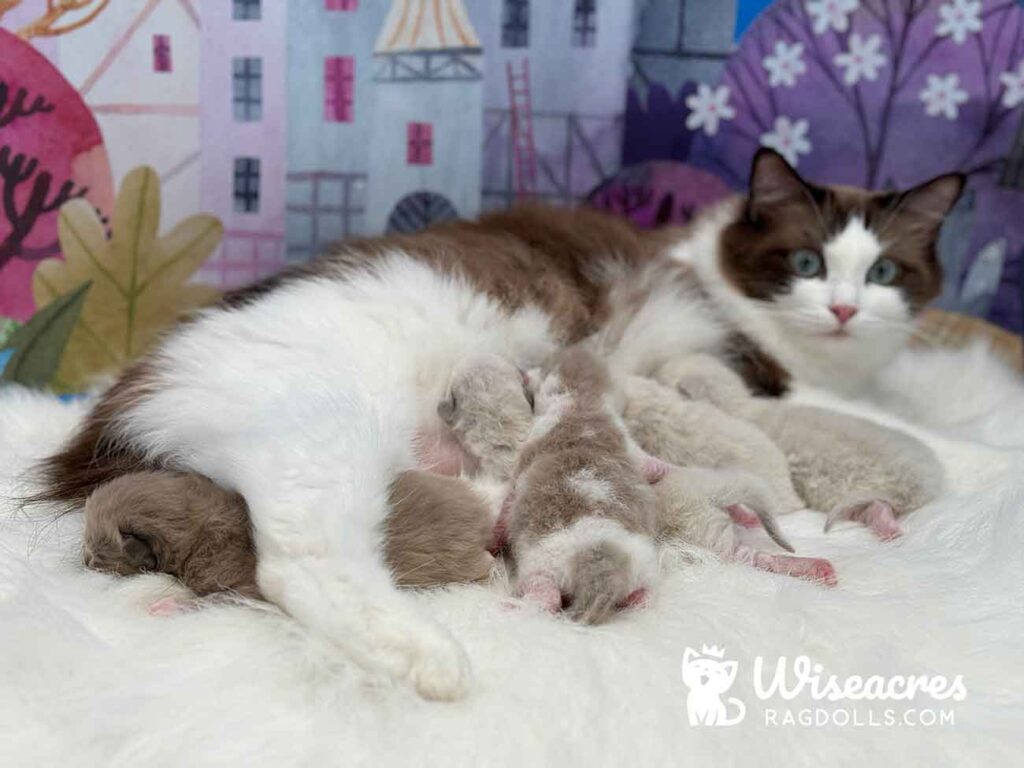 Newborn Ragdoll Kittens For Sale