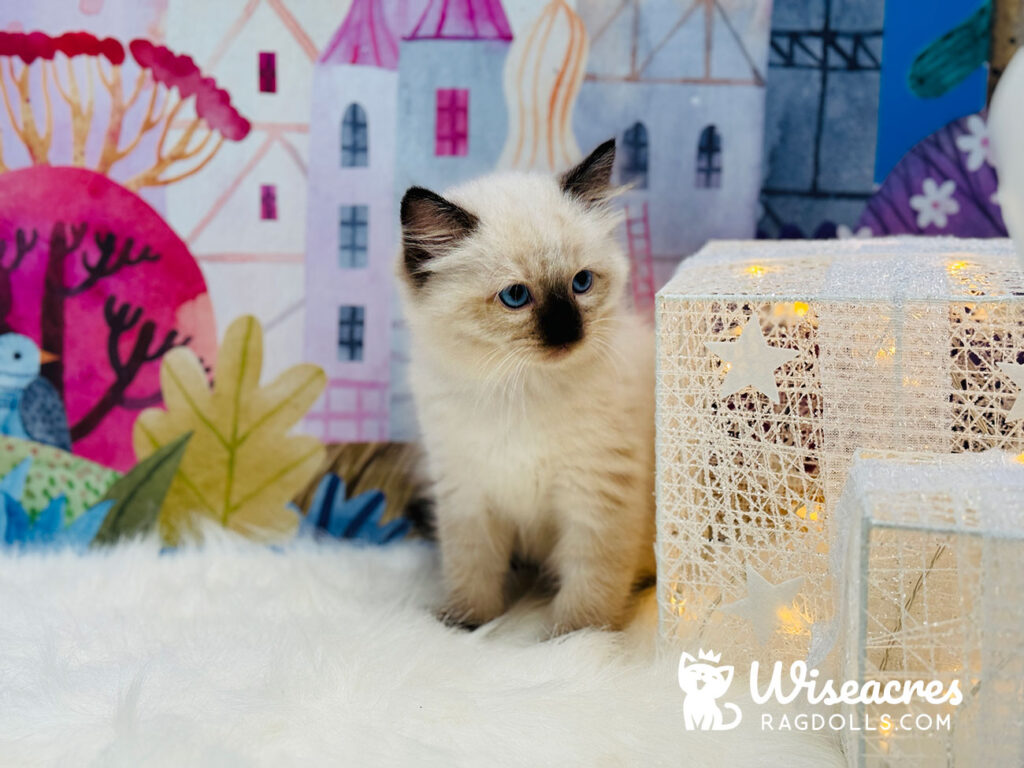 Purebred Seal Point Ragdoll Kitten For Sale