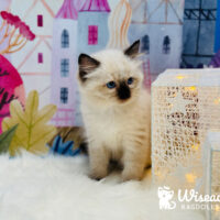 Purebred Seal Point Ragdoll Kitten For Sale