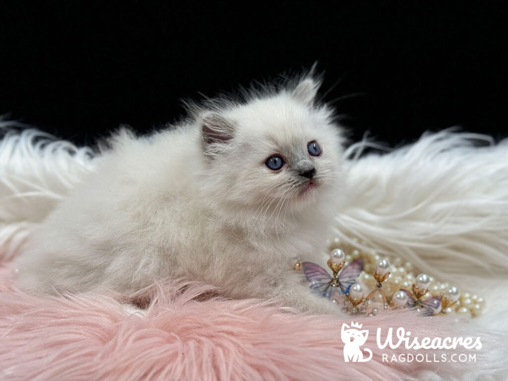 Blue Point Mitted Ragdoll Kitten For Sale