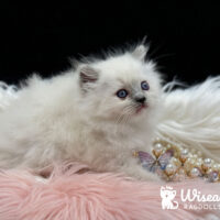 Blue Point Mitted Ragdoll Kitten For Sale