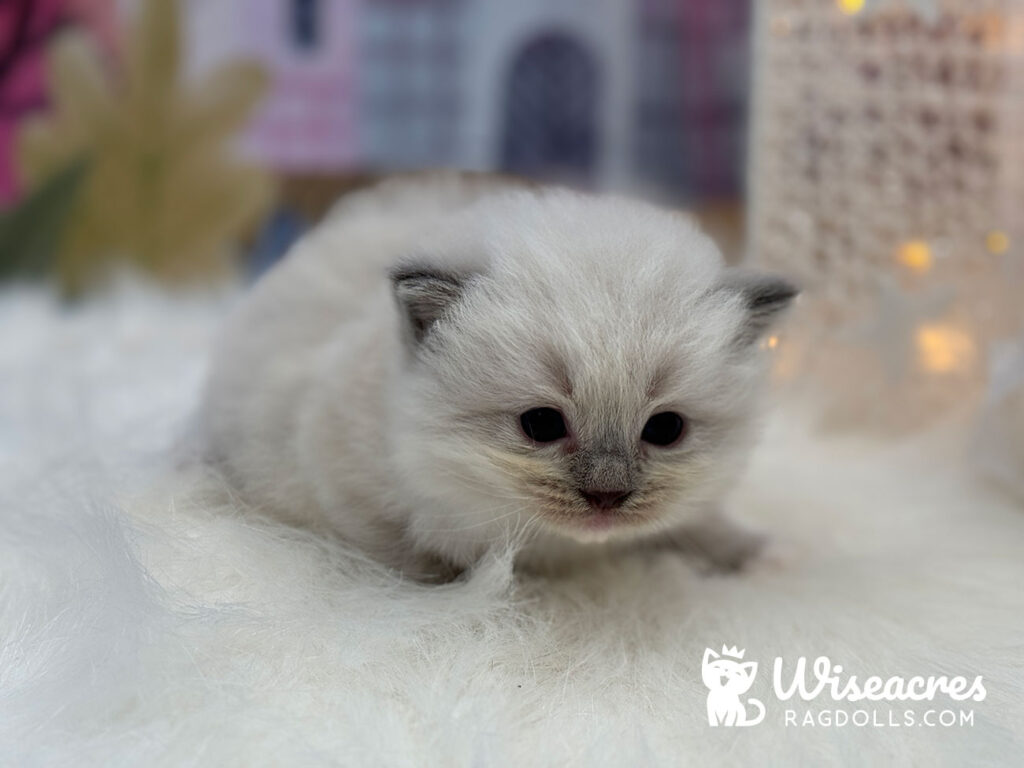 Blue Point Mitted Ragdoll Kitten For Sale