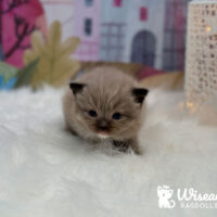 Female Mink Mitted Ragdoll Kitten For Sale