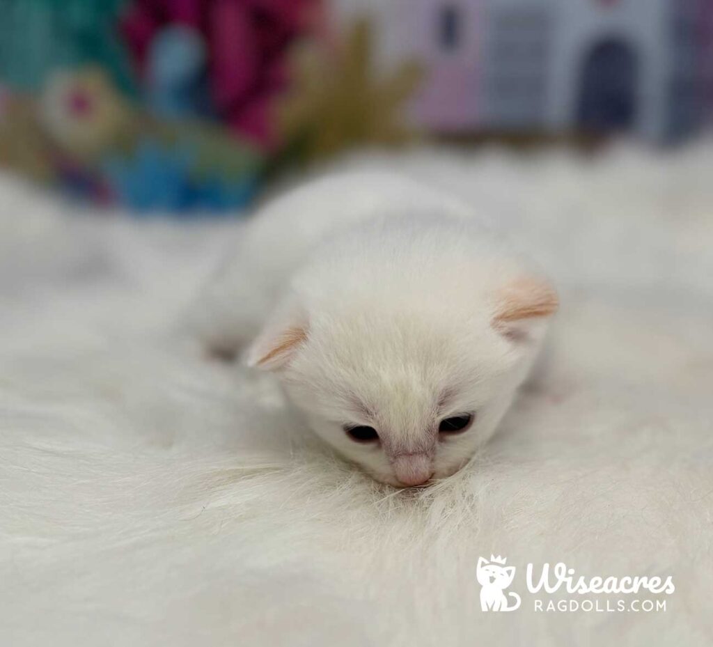 Cream Point Ragdoll Kitten For Sale