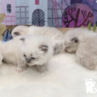 Blue Point Ragdoll Kittens For Sale