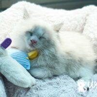 Blue Point Bicolor Ragdoll Kitten Benton Arkansas