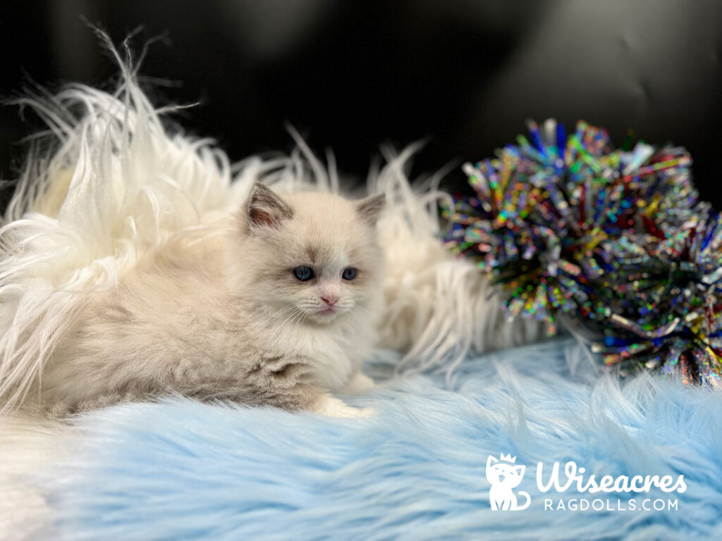 Blue Point Bicolor Ragdoll Kitten For Sale