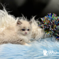 Blue Point Bicolor Ragdoll Kitten For Sale