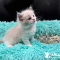 Blue Bicolor Ragdoll Kitten For Sale