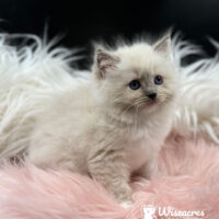 Blue Point Mitted Ragdoll Kitten For Sale