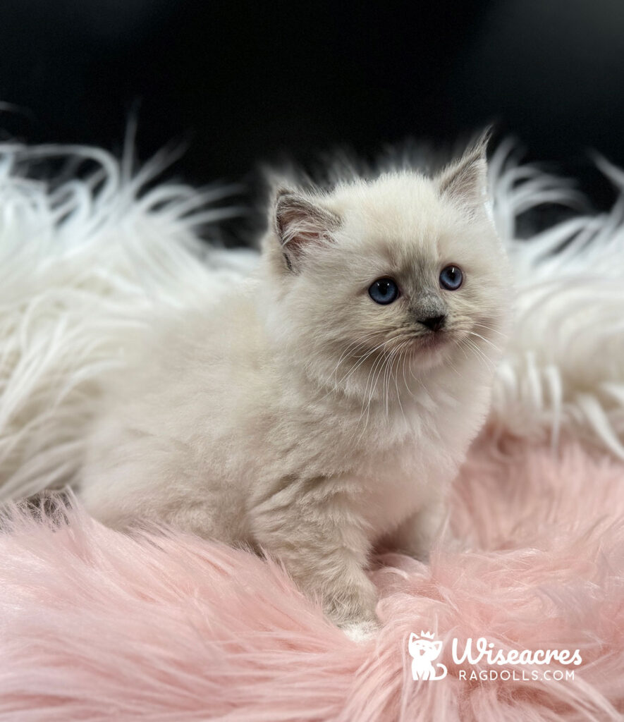 Blue Point Mitted Ragdoll Kitten For Sale