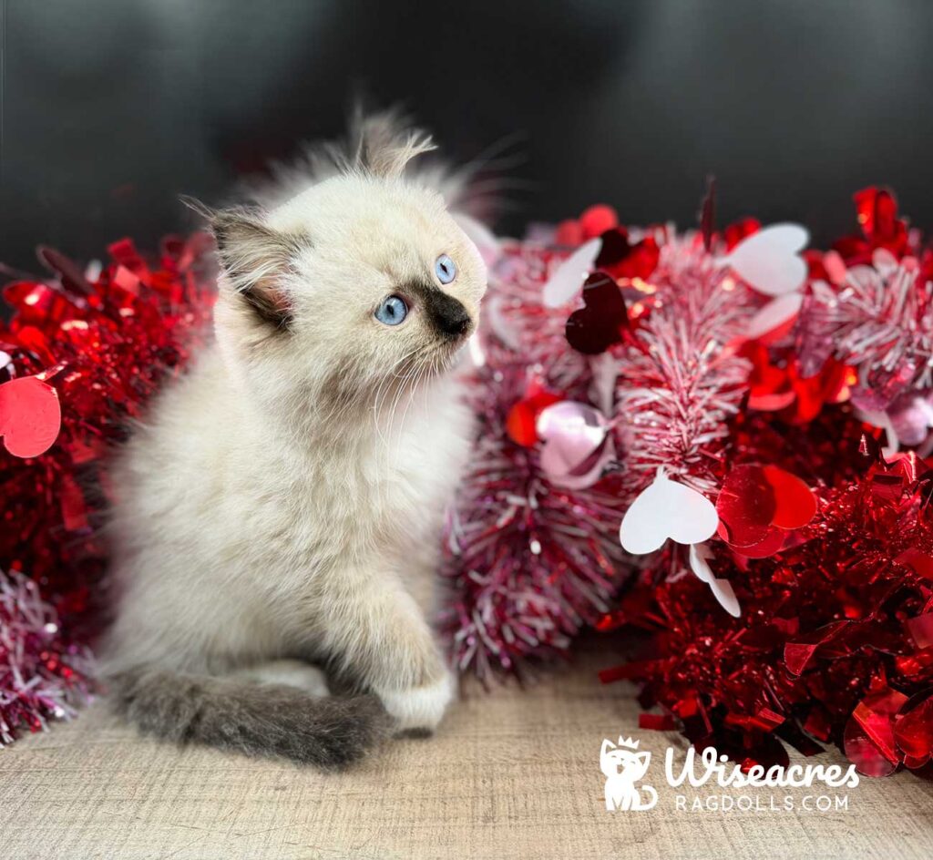 Female Frosted Seal Point Mitted Ragdoll Kitten For Sale