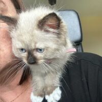 Poppy Seal Point Mitted Radgoll Kitten Batesville, Arkansas