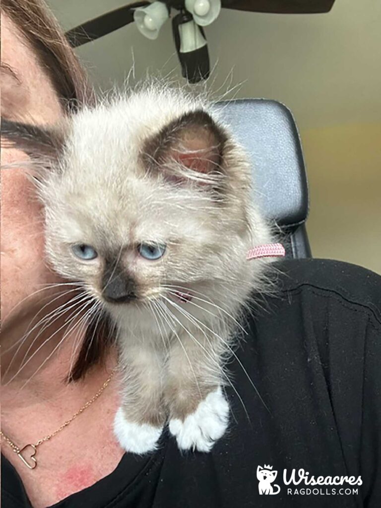 Poppy Seal Point Mitted Radgoll Kitten Batesville, Arkansas