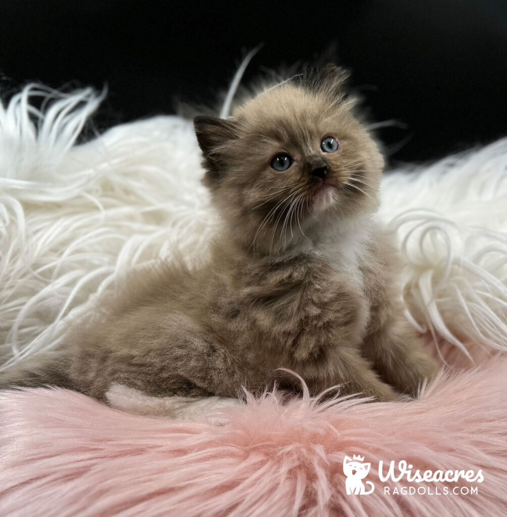 Female Mink Mitted Ragdoll Kitten For Sale