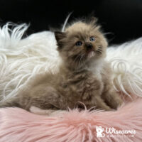 Female Mink Mitted Ragdoll Kitten For Sale