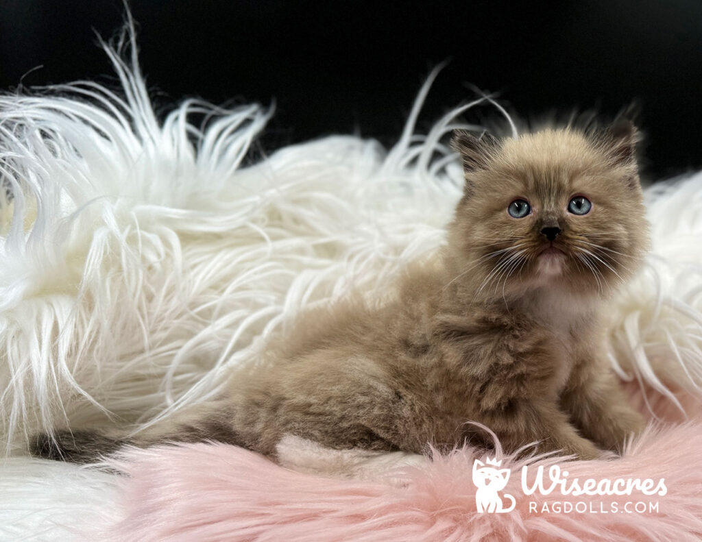 Mink Ragdoll Kittens For Sale Wiseacres Ragdoll Kittens
