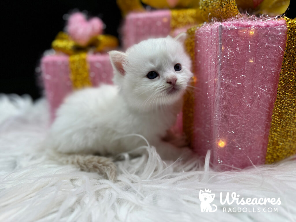 Cream Point Ragdoll Kitten For Sale